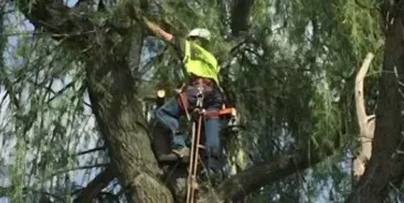 24/7 Emergency Tree Removal