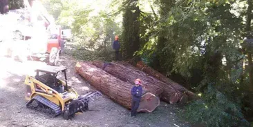 Tree Removal in Santa Rosa & Sonoma County