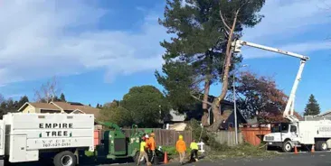 Tree Trimming Services