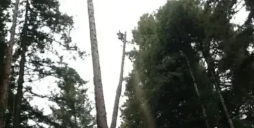 Tree Pruning Services