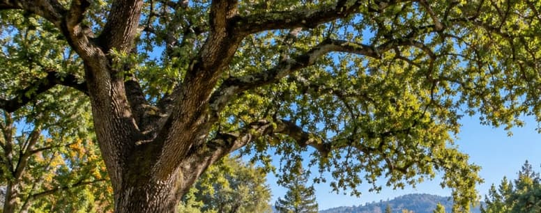 Santa Rosa park with mature trees, walking trails, and green spaces in California