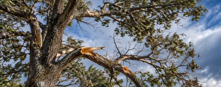 Weak tree branches exposed to strong Diablo winds in Sonoma County