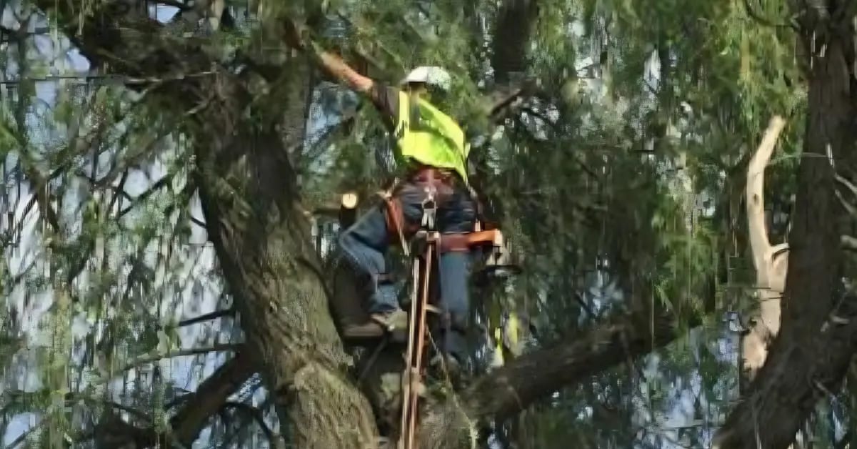 Tree Trimming Cost in Santa Rosa, CA