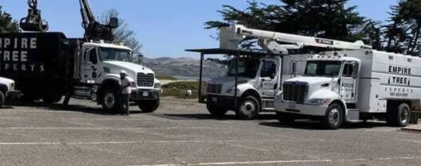 Tree Removal in Santa Rosa, CA