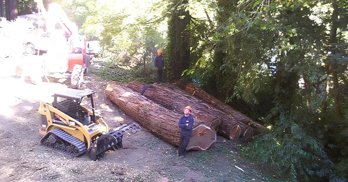 Lot Clearing